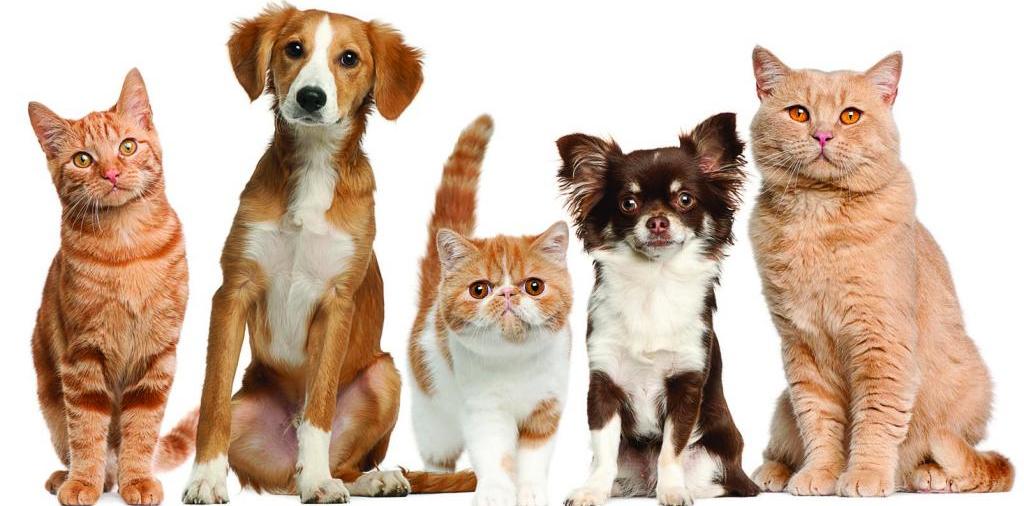 Доска объявлений о животных | ЗооТом - продажа, вязка и услуги для животных в Шатуре