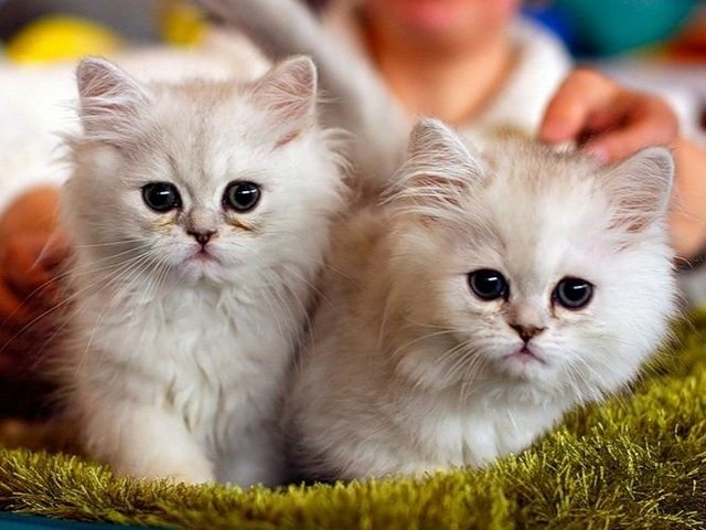 Породы кошек в Шатуре | ЗооТом портал о животных