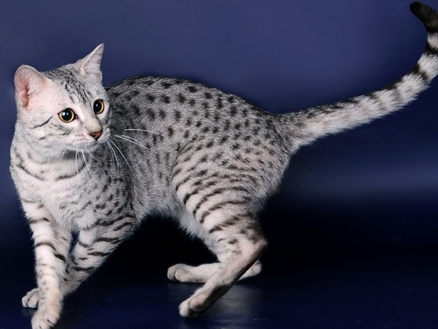 Породы кошек в Шатуре | ЗооТом портал о животных