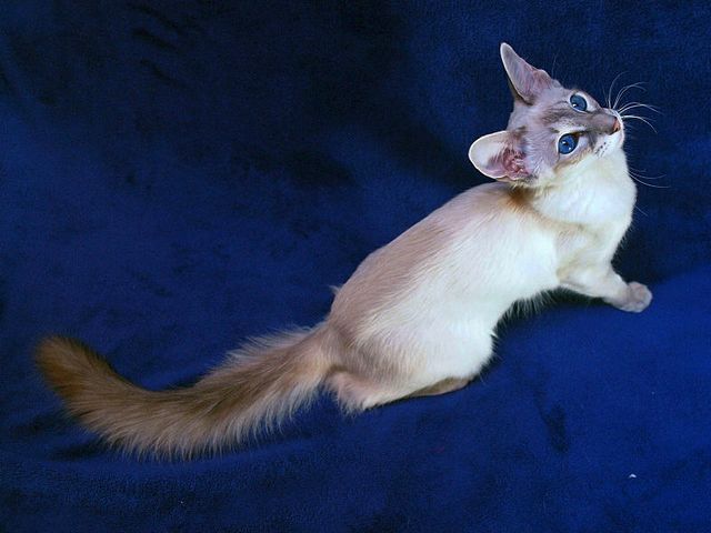 Выведенные породы кошек в Шатуре | ЗооТом портал о животных