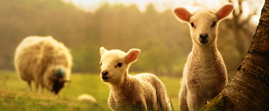 Объявления о сельскохозяйственных животных | ЗооТом - продажа, вязка и услуги для животных в Шатуре