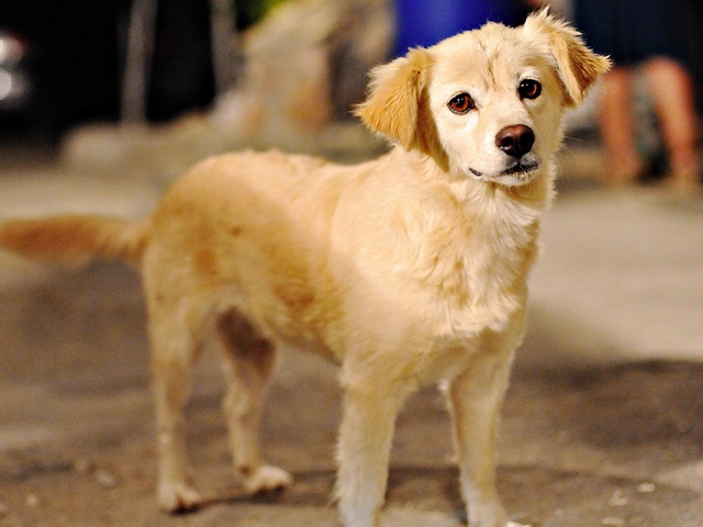 Породы собак в Шатуре | ЗооТом портал о животных