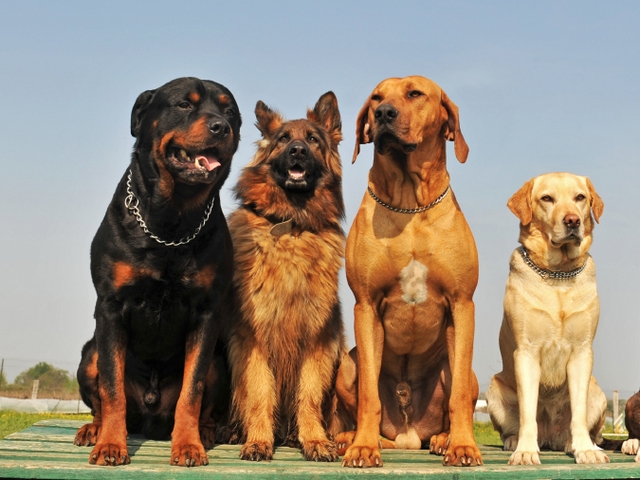 Крупные породы собак в Шатуре | ЗооТом портал о животных