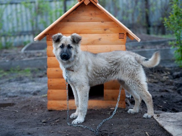 Все о собаках в Шатуре